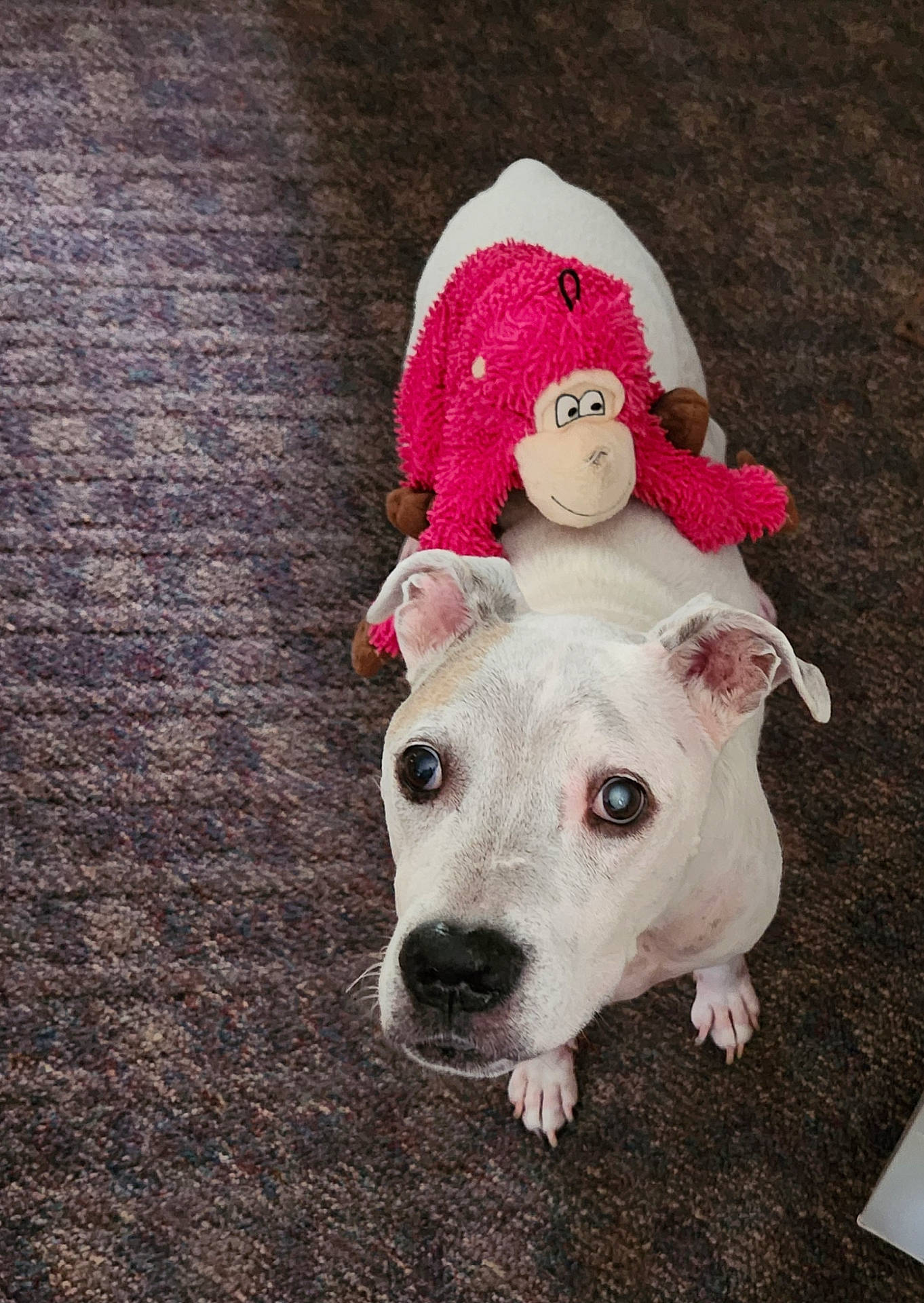 Casper joined the competition — help win amazing prizes! animal, bulldog, canine, clothing, couch, dog, face, furniture, hat, head, hound, person, pet, photography, pitbull, plush, portrait, puppy, toy, whitedog