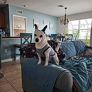 Stewie is registered to the contest to win money with this photo: dog, small_dog, sweater, couch, quilt, living_room, furniture, tile_floor, chair, dining_table, window, plant, blanket, home_interior, artwork, light_fixture, pet, domestic_animal, indoor, cozy