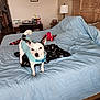 Stewie is registered to the contest to win money with this photo: dog, bed, blanket, blue_jacket, plush_toy, bedroom, lamp, wooden_headboard, desk, chair, papers, pen_holder, floor, wall_art, rug, furniture, indoor, pet, small_dog, curious