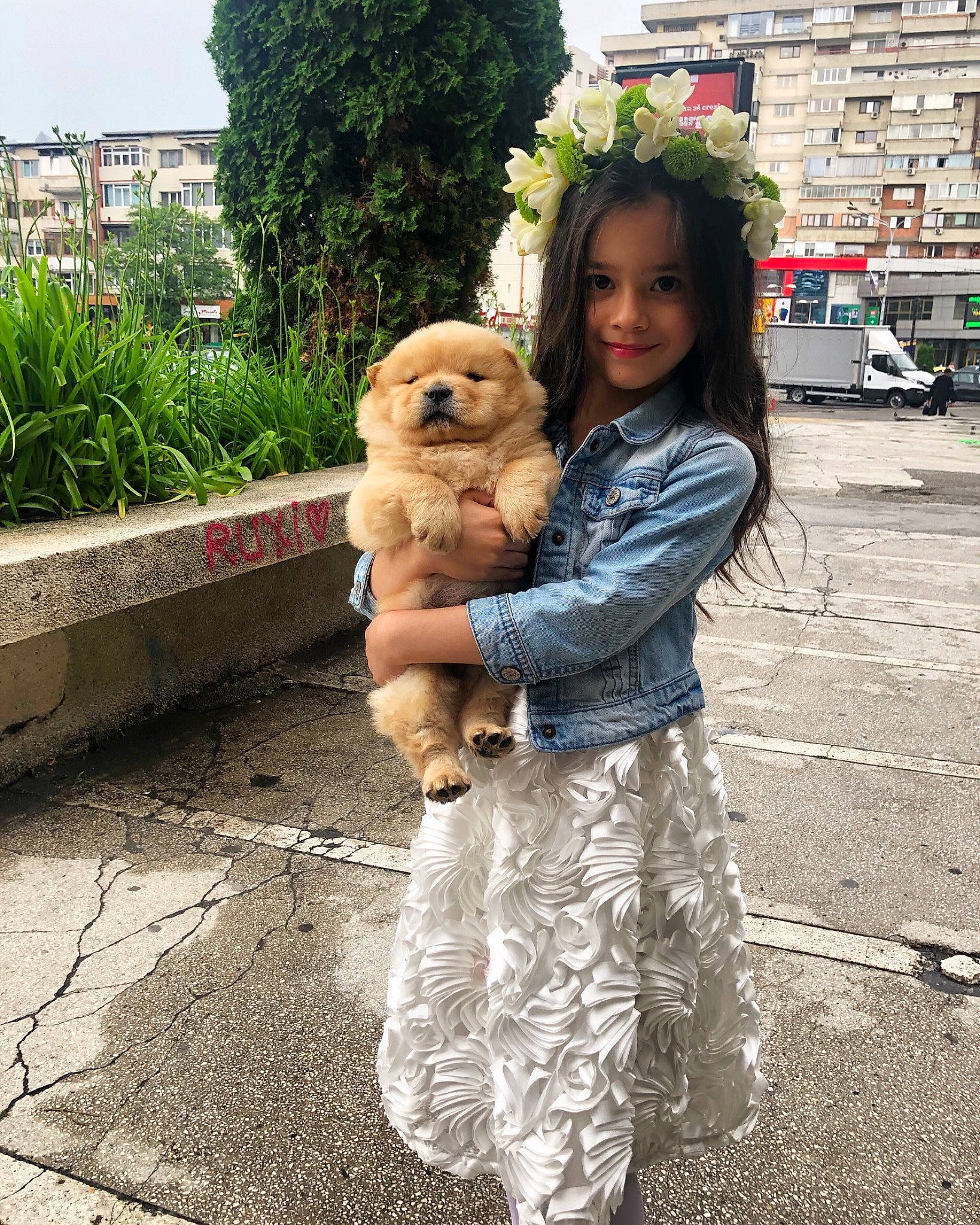 Priscilla is registered to the contest to win money with this photo: canidae, carnivore, child, companion_dog, dog, dog_breed, morkie, non_sporting_group, norfolk_terrier, person, pomeranian, puppy, puppy_love, sporting_group, toy_dog, vacation