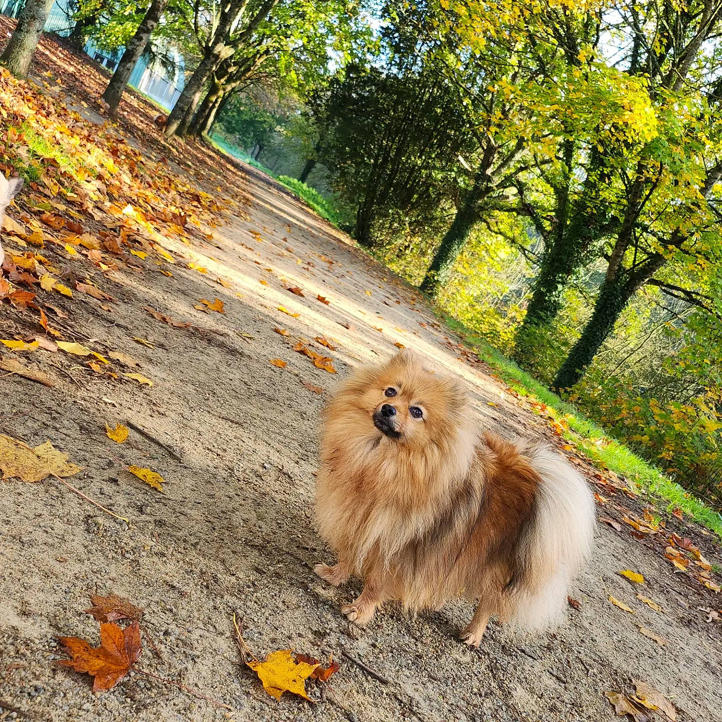 Nikki a rejoint le concours — aidez-le/la à gagner de superbes lots ! asphalt, companion_dog, dog_breed, fawn, fur, grass, landscape, liver, natural_landscape, plant, road, road_surface, soil, tail, terrestrial_animal, tree, trunk, whiskers, wildlife, wood