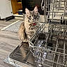 cat, fluffy, gray_cat, kitchen, dishwasher, open_dishwasher, floor, wood_floor, cabinet, rug, collar, curious, pet, indoor, home, appliance, metal, cleaning, feline, domestic_animal