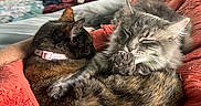 Stormy is registered to the contest to win money with this photo: animal, blanket, cat, cats, comfort, cozy, cute, domestic, feline, fur, home, indoor, longhair, orange, pet, relaxing, resting, sleeping, snuggling, tabby