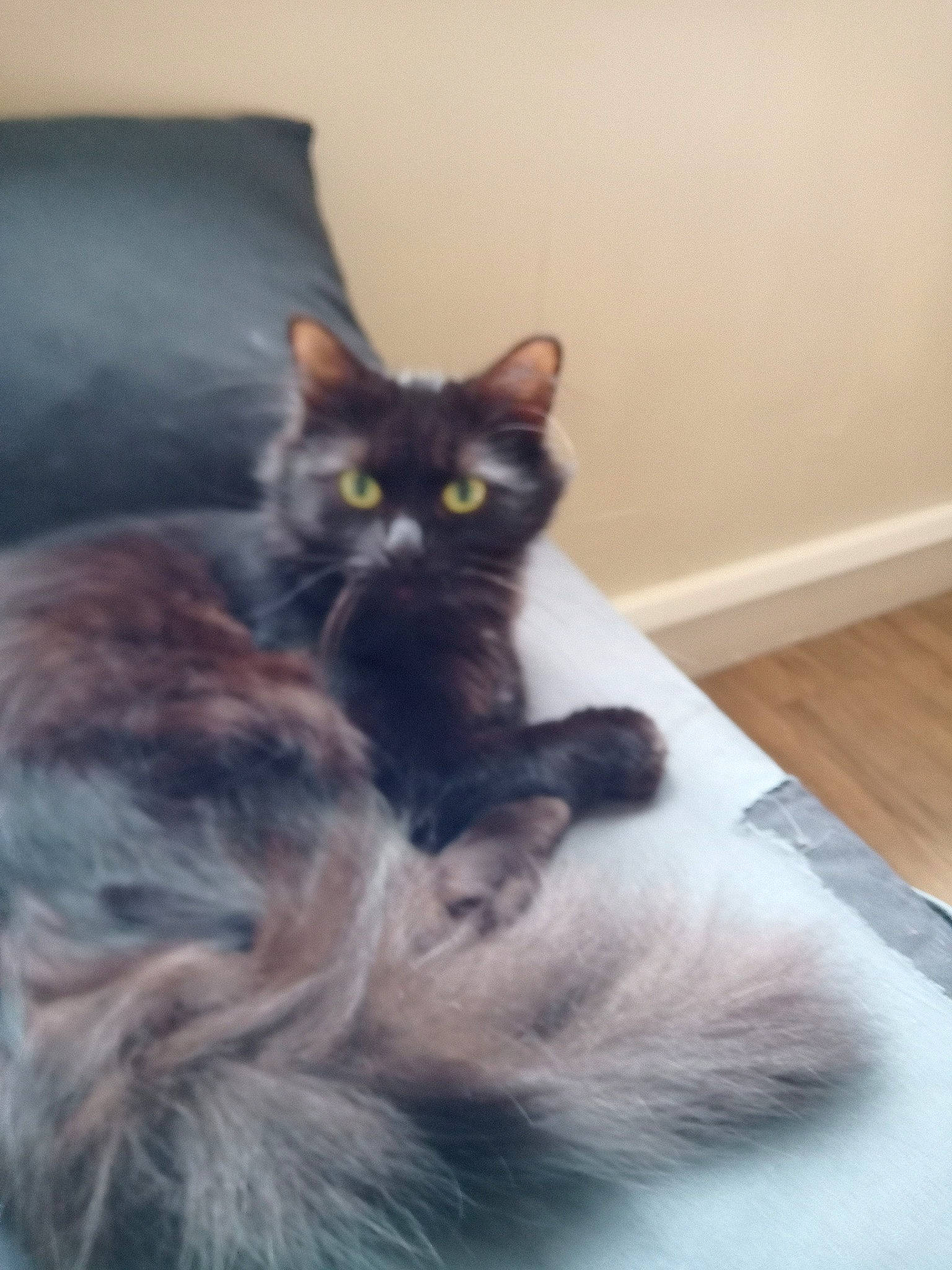 Selina participe au concours pour gagner de l'argent avec cette photo : black_cat, box, carnivore, cat, cat_supply, claw, comfort, domestic_short_haired_cat, felidae, flooring, fur, grey, paw, sitting, small_to_medium_sized_cats, snout, tail, terrestrial_animal, whiskers, window