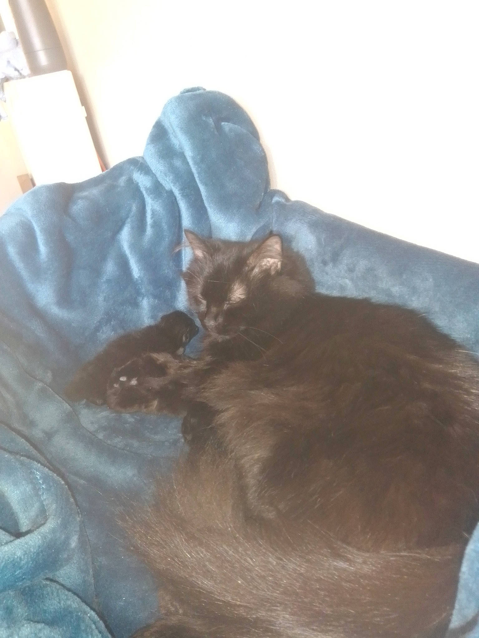 Selina a rejoint le concours — aidez-le/la à gagner de superbes lots ! bed, black_cat, canidae, carnivore, cat, claw, comfort, dog_breed, domestic_short_haired_cat, fawn, felidae, fur, grey, nap, russian_blue, small_to_medium_sized_cats, tail, terrestrial_animal, whiskers, wood