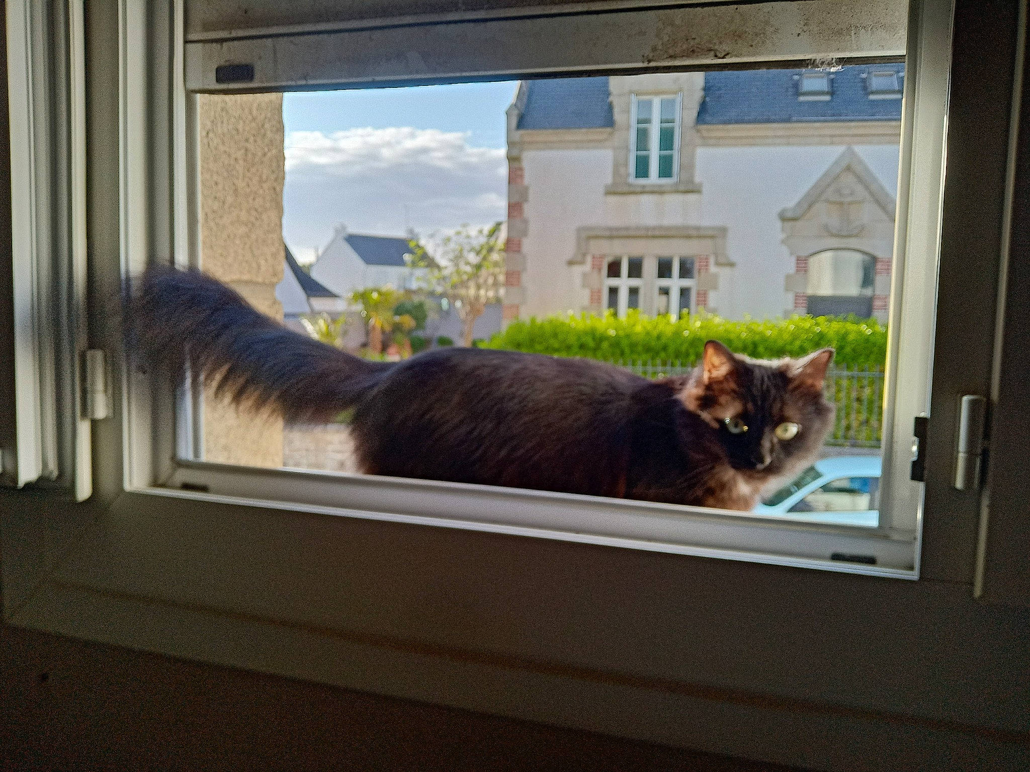 Selina participe au concours pour gagner de l'argent avec cette photo : building, carnivore, cat, display_device, door, fawn, felidae, house, plant, rectangle, shade, small_to_medium_sized_cats, tail, technology, tints_and_shades, tree, whiskers, window, window_blind, wood