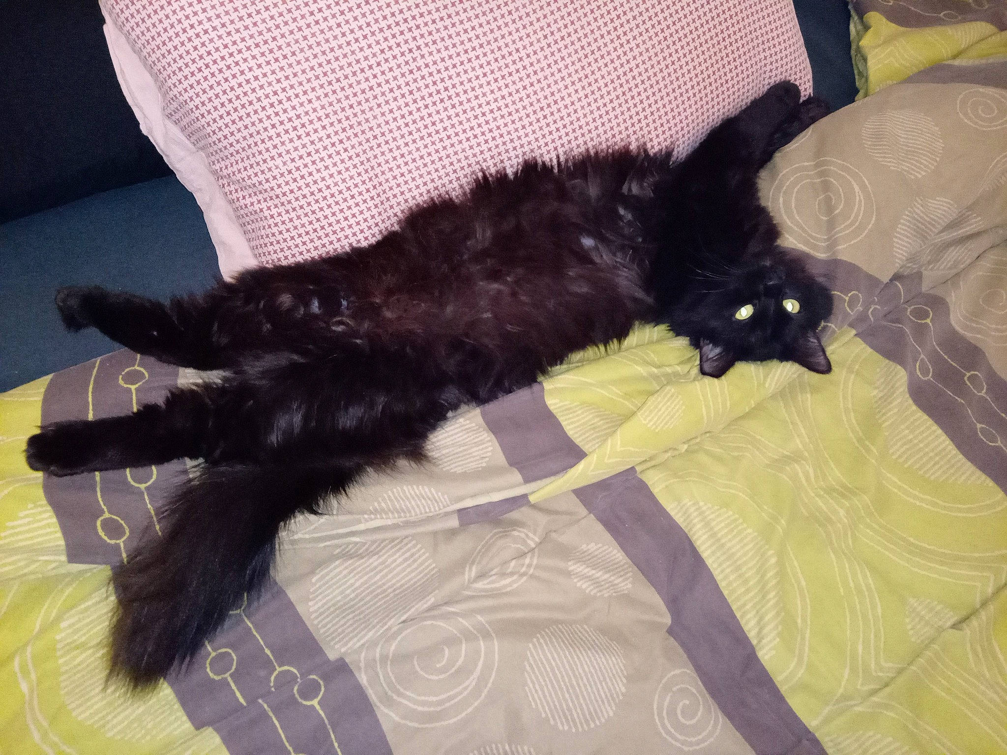 Selina a rejoint le concours — aidez-le/la à gagner de superbes lots ! bed, black_cat, canidae, carnivore, cat, claw, comfort, companion_dog, couch, dog_breed, domestic_short_haired_cat, felidae, fur, liver, nap, paw, small_to_medium_sized_cats, sporting_group, tail, whiskers