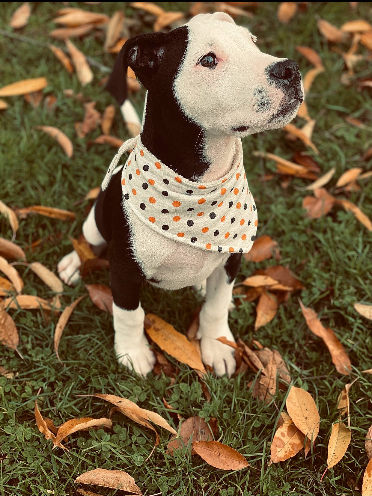 Naruto is registered to the contest to win money with this photo: canidae, carnivore, collar, companion_dog, dog, dog_breed, dog_clothes, dog_collar, dog_supply, grass, pattern, pet_supply, snout, sporting_group, terrestrial_animal, working_animal, working_dog