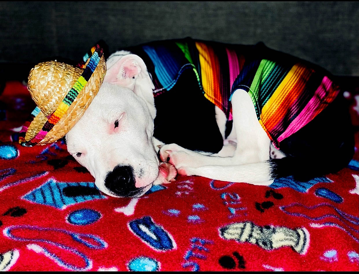 Naruto is registered to the contest to win money with this photo: canidae, carnivore, carpet, collar, companion_dog, dog, dog_bed, dog_breed, dog_clothes, dog_collar, dog_supply, home_accessories, linens, party_hat, party_supply, pet_supply, sporting_group, textile, working_animal, working_dog