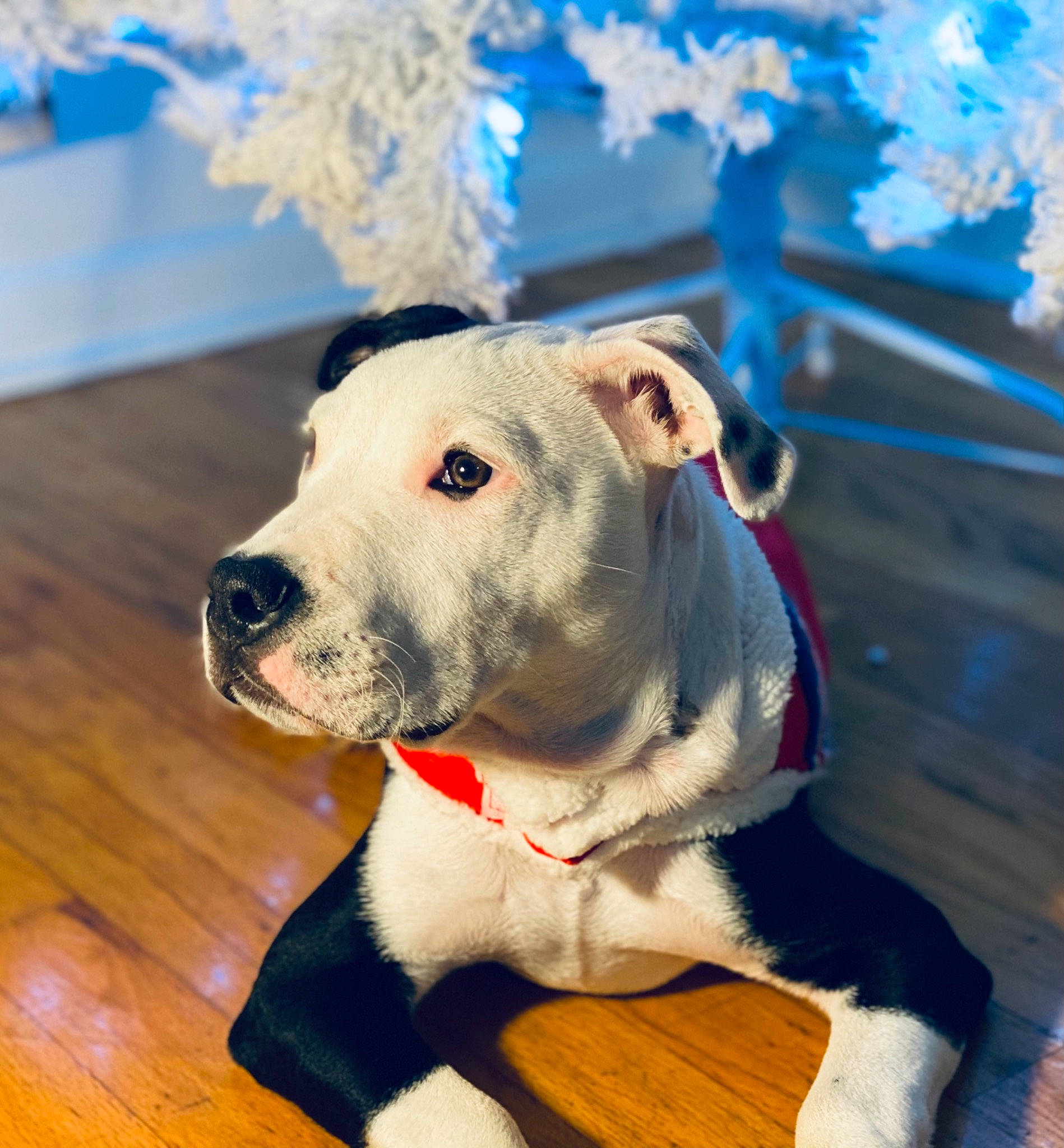 Naruto is registered to the contest to win money with this photo: blue, carnivore, collar, companion_dog, dog, dog_breed, dog_collar, fawn, floor, flooring, hardwood, laminate_flooring, mammal, pet_supply, snout, winter, wood, wood_flooring, wood_stain, working_animal