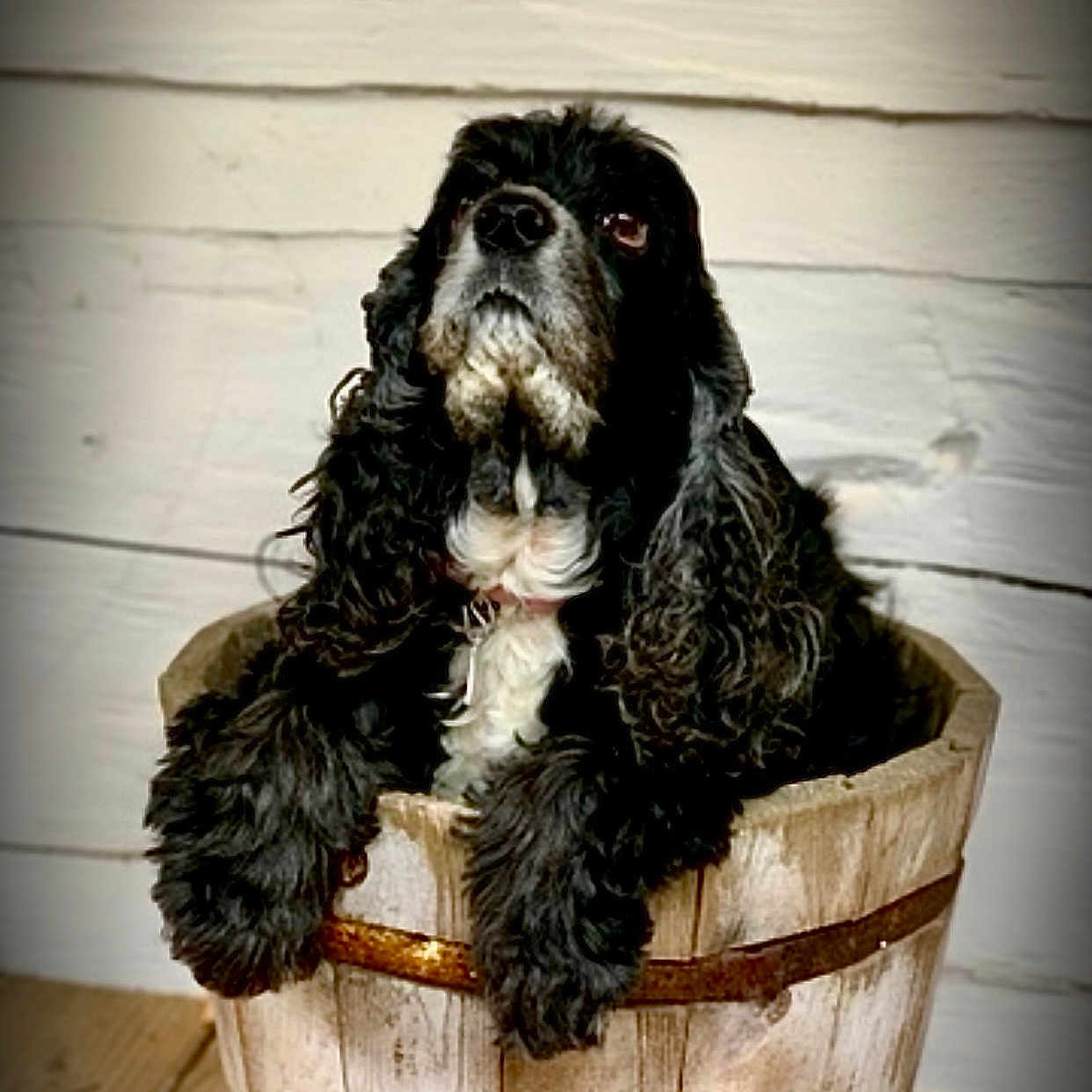 Sugar joined the competition — help win amazing prizes! dog, black, white, curly_fur, wooden_bucket, rustic, indoor, pet, animal, furry, cute, portrait, floor, plank_floor, wall, wooden_wall, sitting, looking_up, domestic_animal, companion