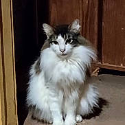 Wednesday is registered to the contest to win money with this photo: animal, calm, carpet, cat, domestic, door_frame, ears, eyes, feline, floor, fluffy, indoor, long_hair, mammal, pet, quiet, sitting, tail, whiskers, wooden_furniture