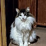 animal, calm, carpet, cat, domestic, door_frame, ears, eyes, feline, floor, fluffy, indoor, long_hair, mammal, pet, quiet, sitting, tail, whiskers, wooden_furniture