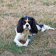 Apy a rejoint le concours — aidez-le/la à gagner de superbes lots ! animal, canine, cavalier_king_charles_spaniel, closeup, companion, cute, dog, ears, floppy_ears, fur, grass, lawn, lying_down, mammal, nature, outdoor, pet, portrait, summer, tricolor