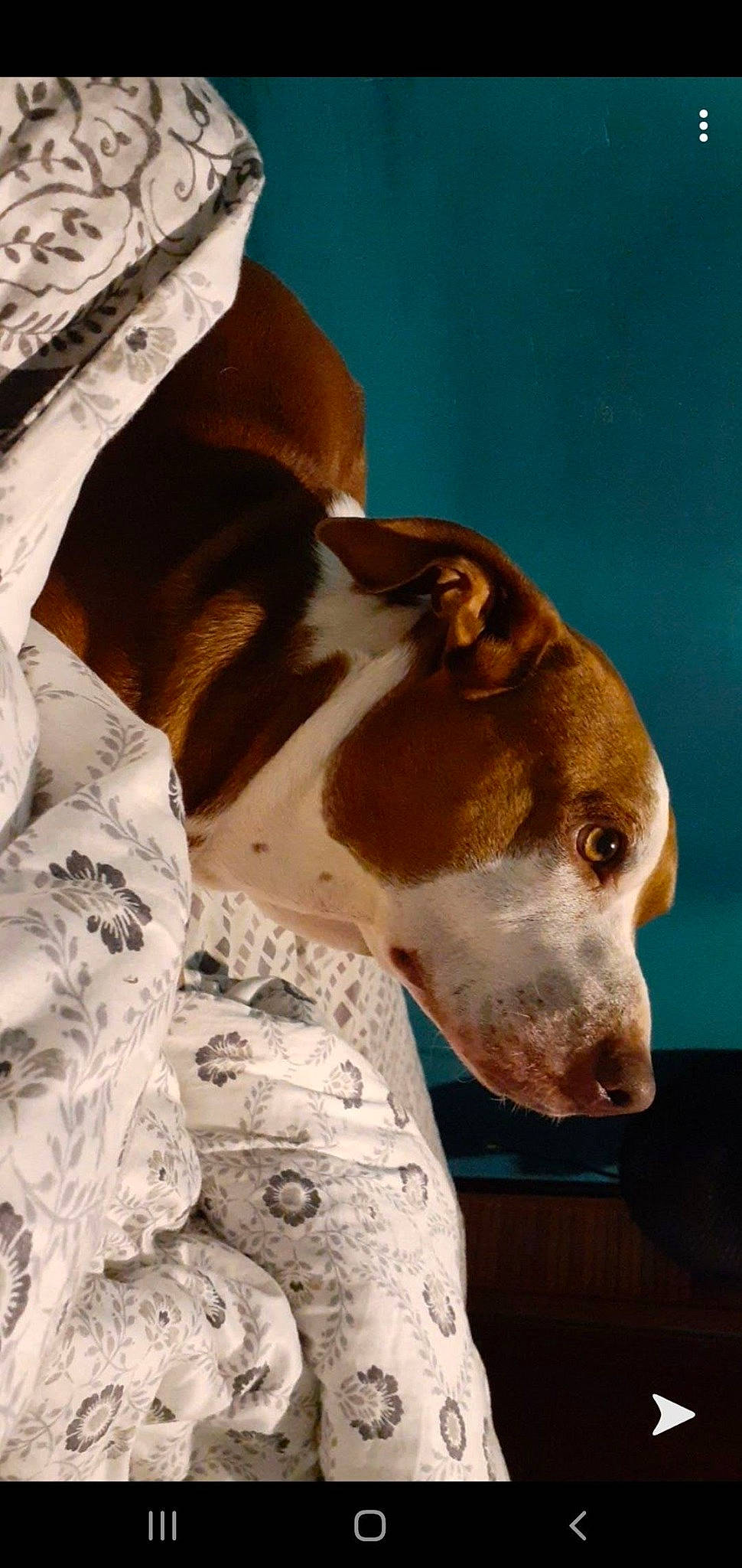 Axle joined the competition — help win amazing prizes! canidae, carnivore, collar, comfort, companion_dog, dog, dog_breed, dog_collar, dog_supply, fawn, linens, liver, non_sporting_group, pet_supply, sighthound, snout, sporting_group, terrestrial_animal, whiskers, working_animal