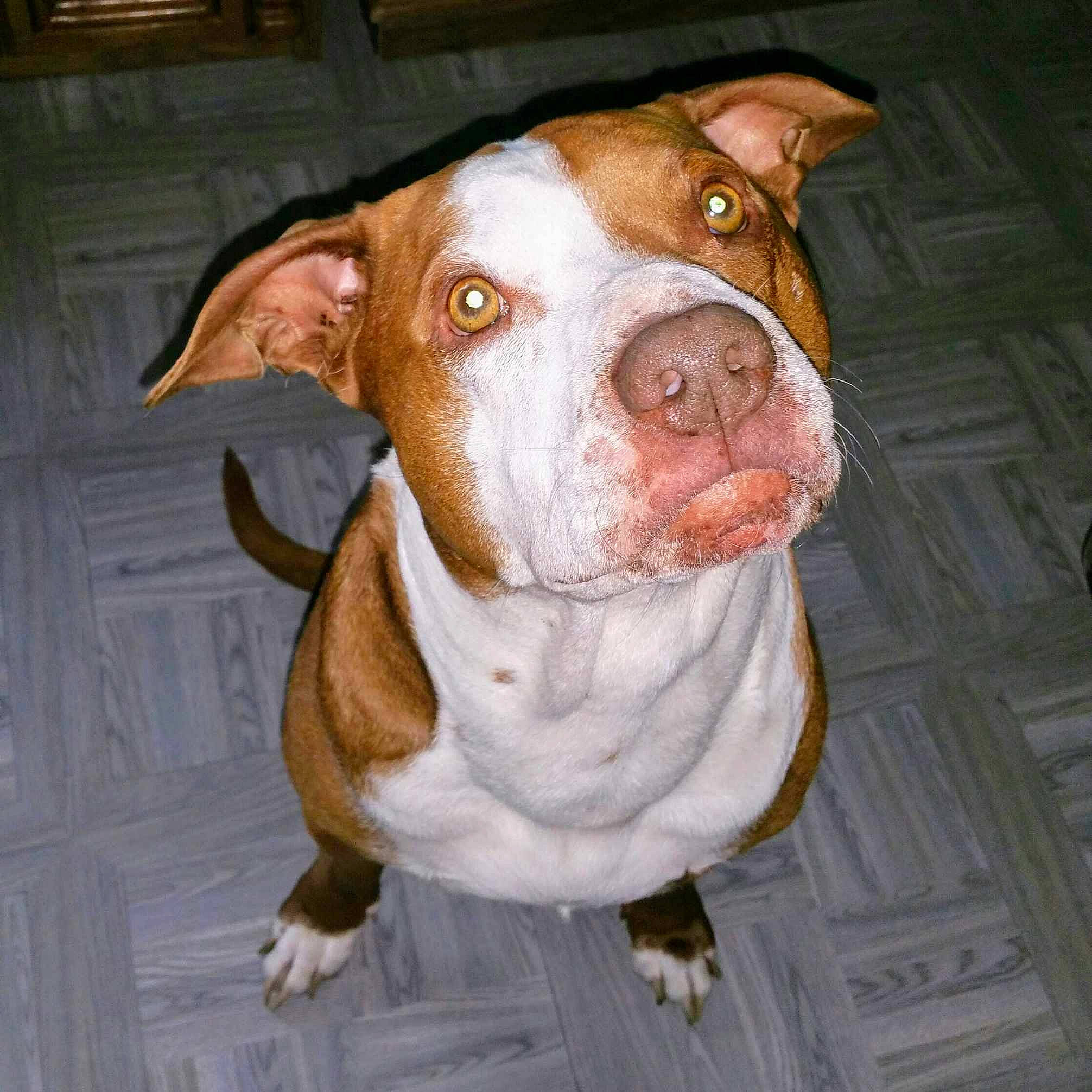 Axle joined the competition — help win amazing prizes! ancient_dog_breeds, art, canidae, carnivore, companion_dog, dog, dog_breed, ear, eye, fawn, jaw, liver, non_sporting_group, painting, pet_supply, snout, sporting_group, whiskers, working_animal