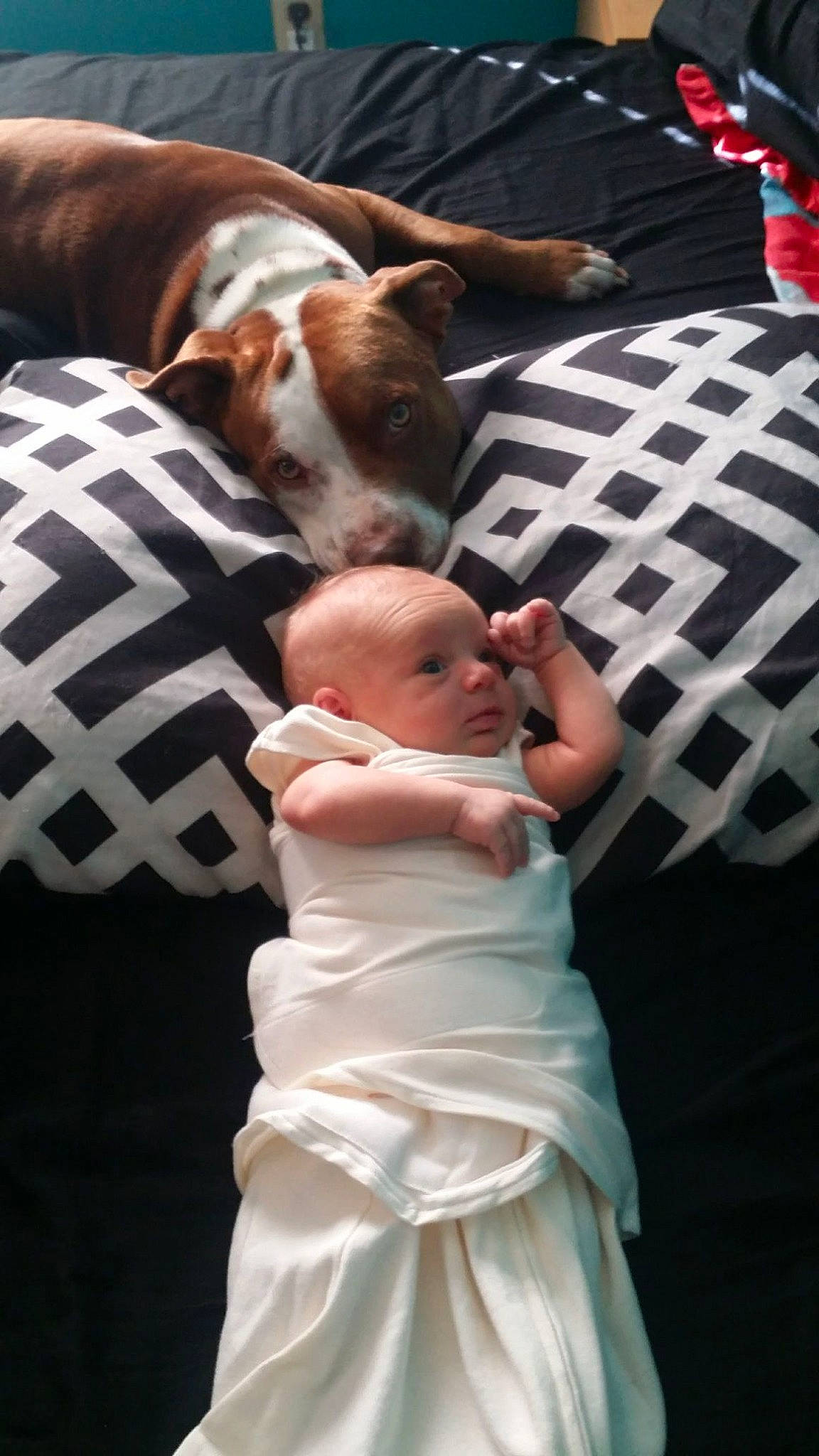 Axle is registered to the contest to win money with this photo: abdomen, baby, baby_products, carnivore, comfort, companion_dog, couch, dog, dog_breed, event, fawn, formal_wear, gesture, lap, linens, mammal, pillow, sitting, toddler, trunk