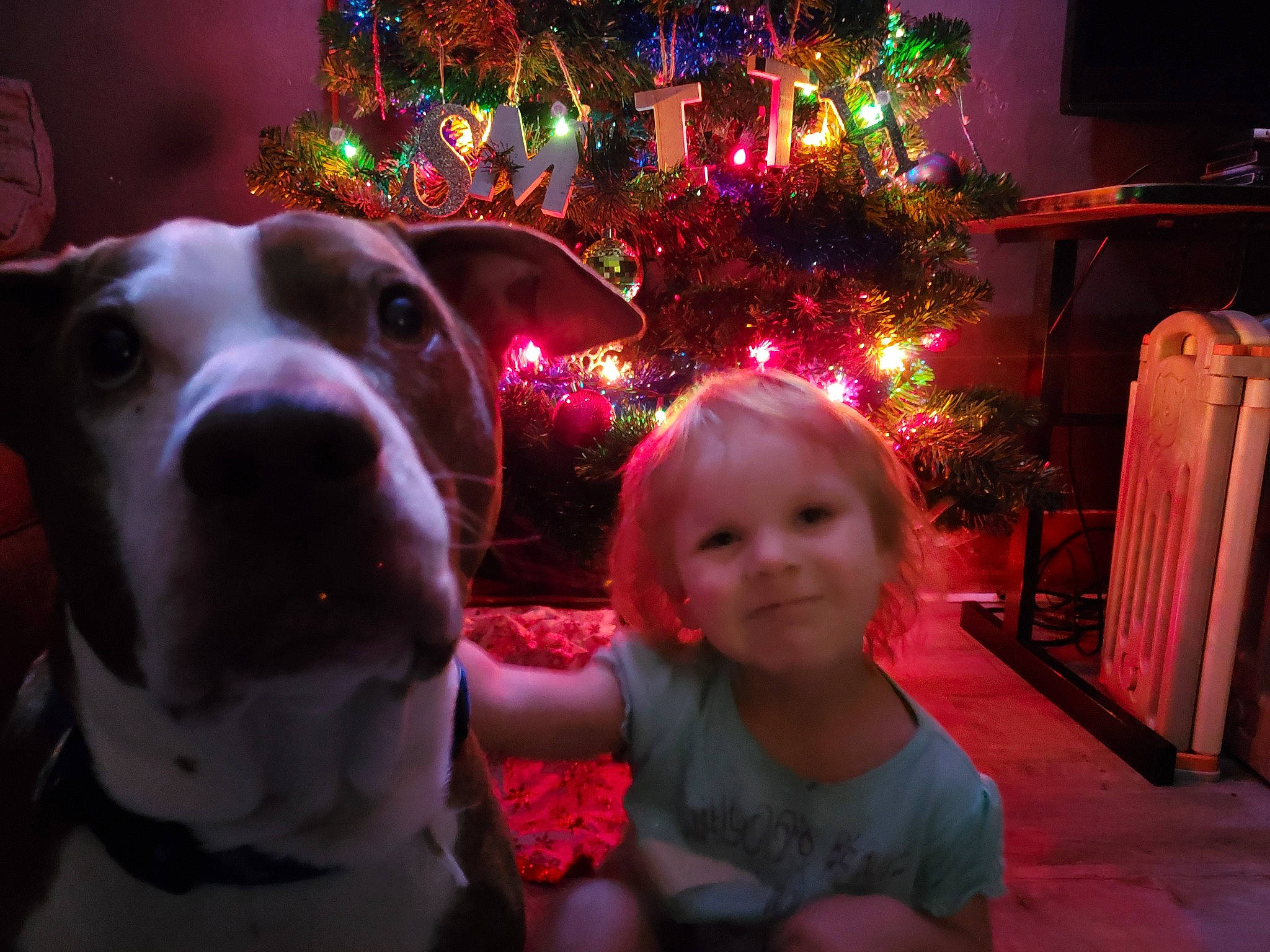 Arison is registered to the contest to win money with this photo: carnivore, christmas_decoration, christmas_ornament, christmas_tree, companion_dog, dog, dog_breed, event, fawn, fun, happy, holiday, joy, light, lighting, magenta, ornament, person, pink, purple