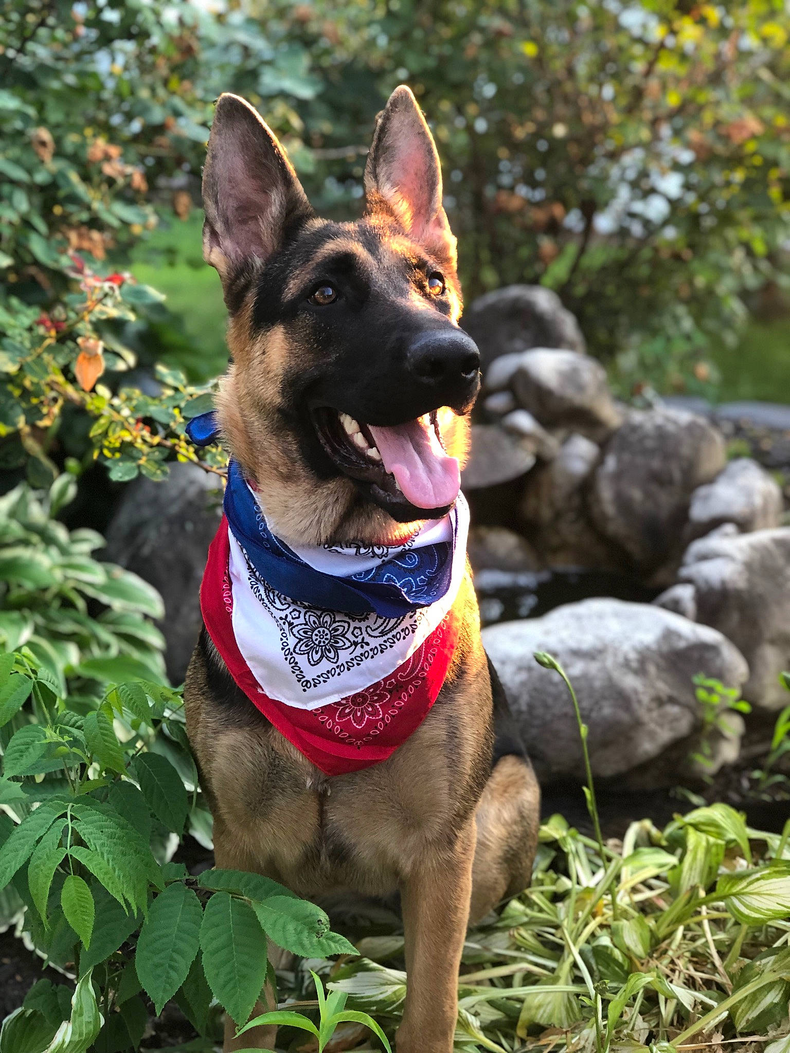 Morgan joined the competition — help win amazing prizes! belgian_shepherd_malinois, canidae, carnivore, collar, dog, dog_breed, dog_collar, east_european_shepherd, fawn, formosan_mountain_dog, german_shepherd_dog, kunming_wolfdog, mammal, police_dog, rare_breed_dog, shiloh_shepherd_dog, snout, vertebrate, working_dog
