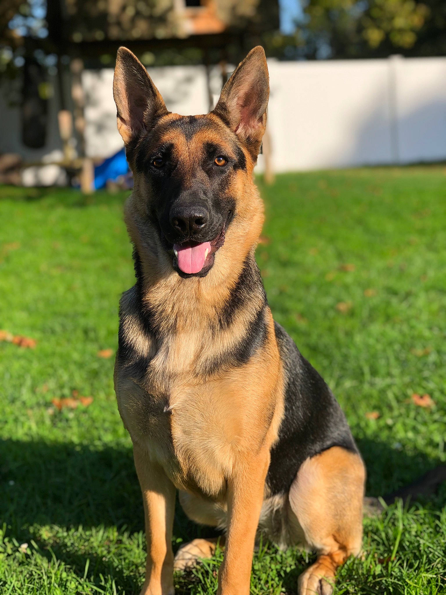 Morgan joined the competition — help win amazing prizes! belgian_shepherd_malinois, canidae, carnivore, dog, dog_breed, east_european_shepherd, fawn, german_shepherd_dog, grass, king_shepherd, kunming_wolfdog, mammal, old_german_shepherd_dog, police_dog, rare_breed_dog, shiloh_shepherd_dog, snout, vertebrate, working_dog