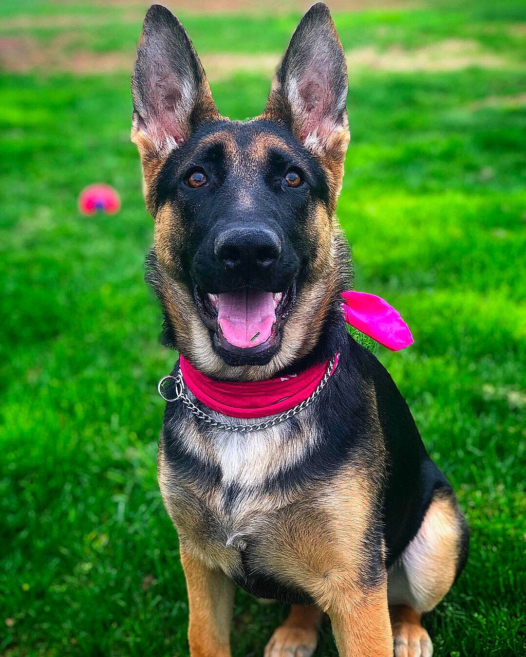 Morgan is registered to the contest to win money with this photo: belgian_shepherd_malinois, canidae, carnivore, dog, dog_breed, dog_collar, east_european_shepherd, fawn, german_shepherd_dog, grass, king_shepherd, kunming_wolfdog, mammal, old_german_shepherd_dog, police_dog, rare_breed_dog, shiloh_shepherd_dog, snout, vertebrate, working_dog