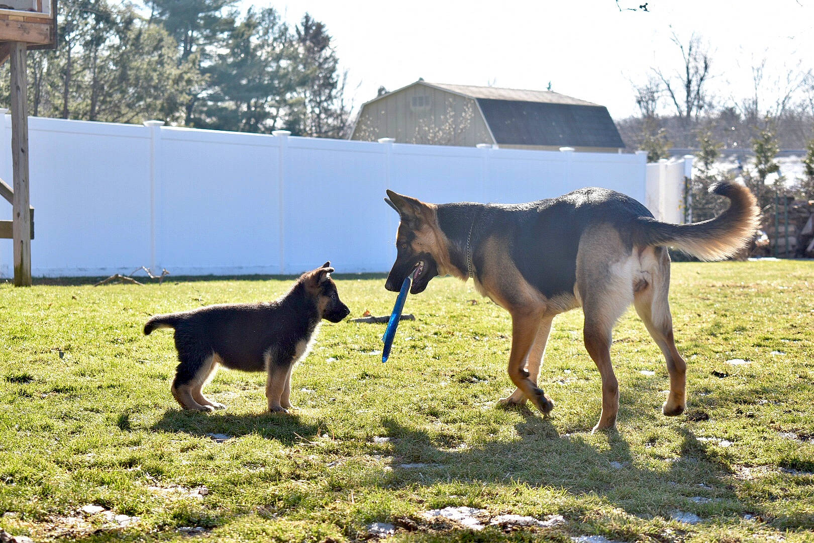 Morgan is registered to the contest to win money with this photo: australian_kelpie, belgian_shepherd_malinois, canidae, carnivore, dog, dog_breed, east_european_shepherd, german_shepherd_dog, guard_dog, herding_dog, hunting_dog, mammal, old_german_shepherd_dog, police_dog, tail, vertebrate, working_dog