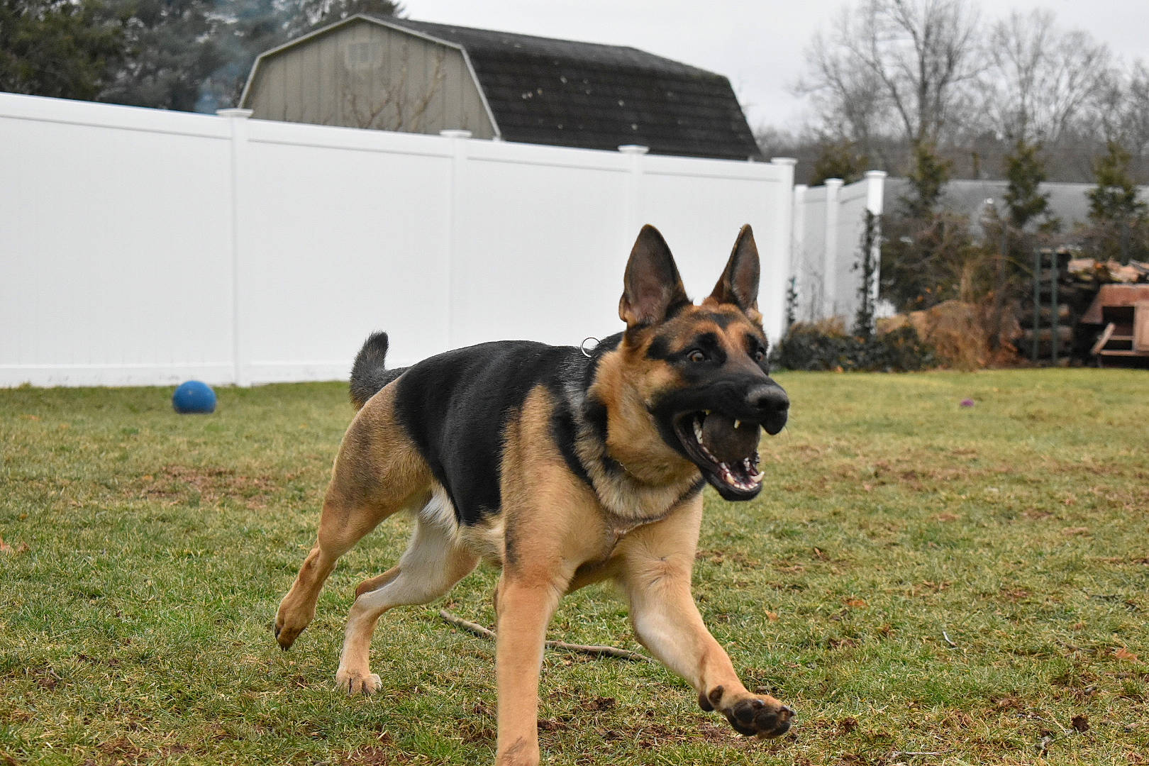 Morgan is registered to the contest to win money with this photo: belgian_shepherd, belgian_shepherd_malinois, canidae, carnivore, dog, dog_breed, east_european_shepherd, german_shepherd_dog, king_shepherd, kunming_wolfdog, mammal, old_german_shepherd_dog, police_dog, rare_breed_dog, schutzhund, shiloh_shepherd_dog, snout, vertebrate, working_dog