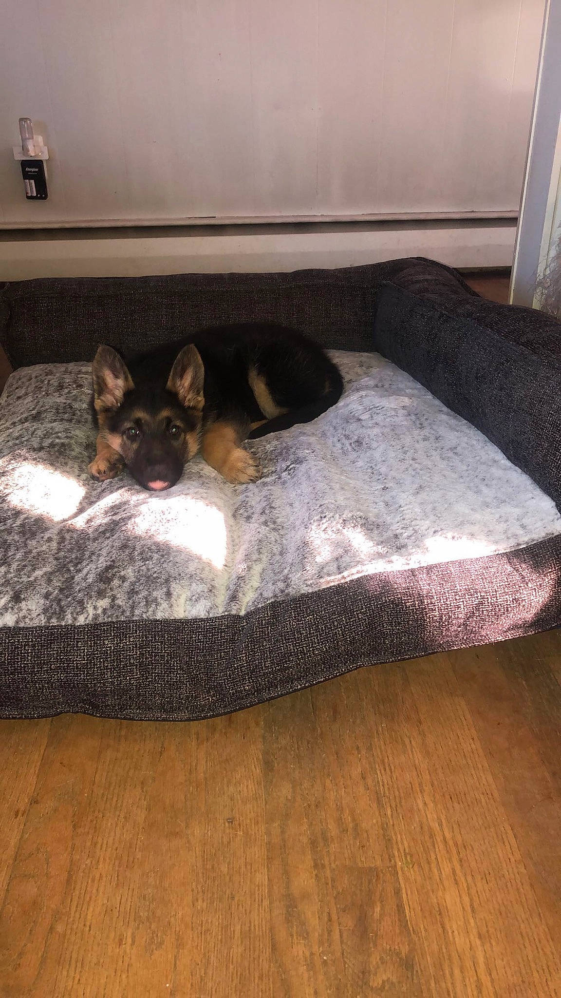 Brandy is registered to the contest to win money with this photo: canidae, carnivore, cat, comfort, dog, dog_bed, dog_breed, fawn, floor, flooring, furniture, hardwood, room, whiskers