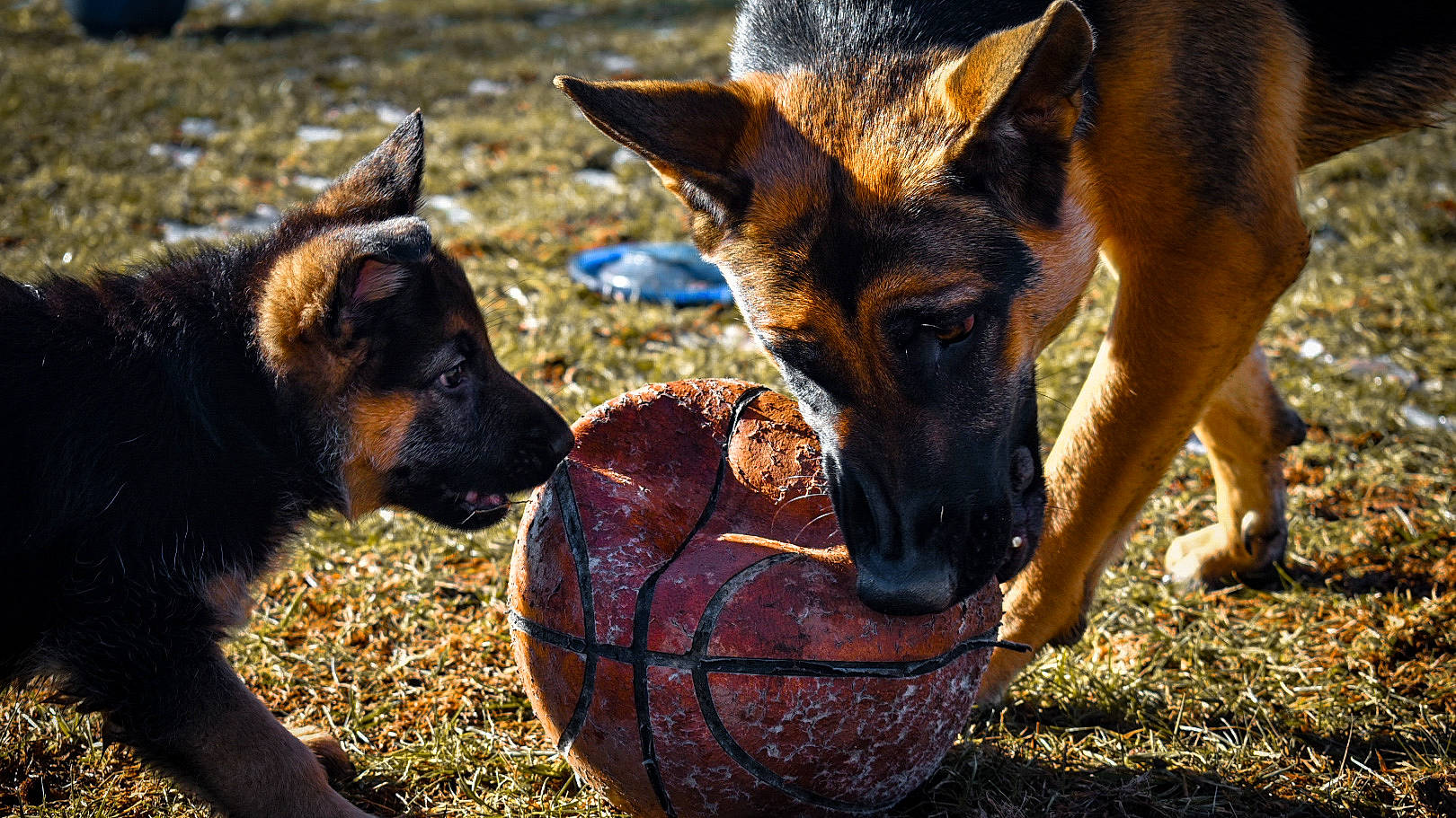 Brandy joined the competition — help win amazing prizes! canidae, carnivore, dog, dog_breed, east_european_shepherd, fawn, german_shepherd_dog, herding_dog, king_shepherd, kunming_wolfdog, mammal, old_german_shepherd_dog, snout, vertebrate, wildlife, working_dog