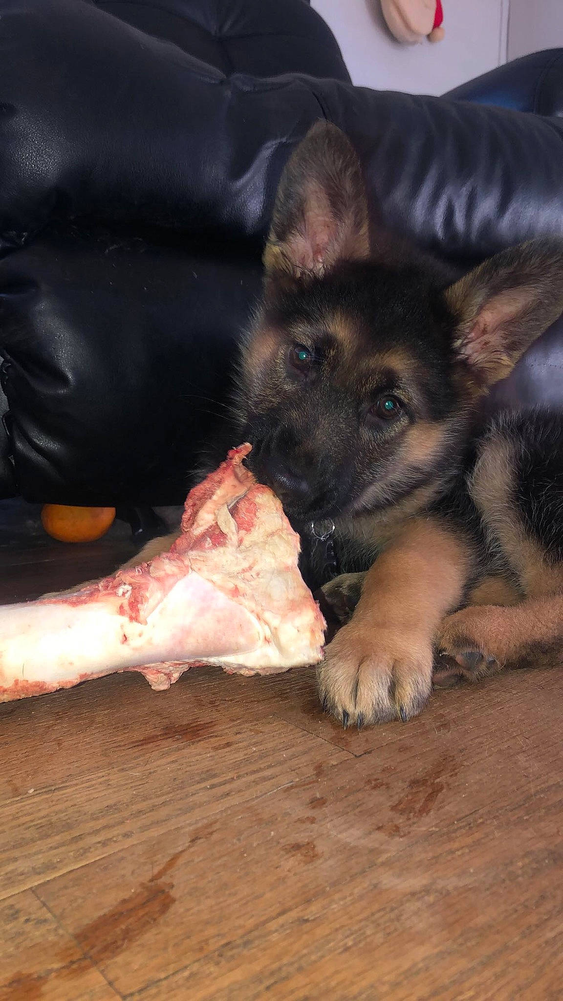 Brandy joined the competition — help win amazing prizes! bohemian_shepherd, canidae, carnivore, dog, dog_breed, east_european_shepherd, fawn, german_shepherd_dog, herding_dog, king_shepherd, mammal, old_german_shepherd_dog, puppy, shiloh_shepherd_dog, snout, tervuren, vertebrate