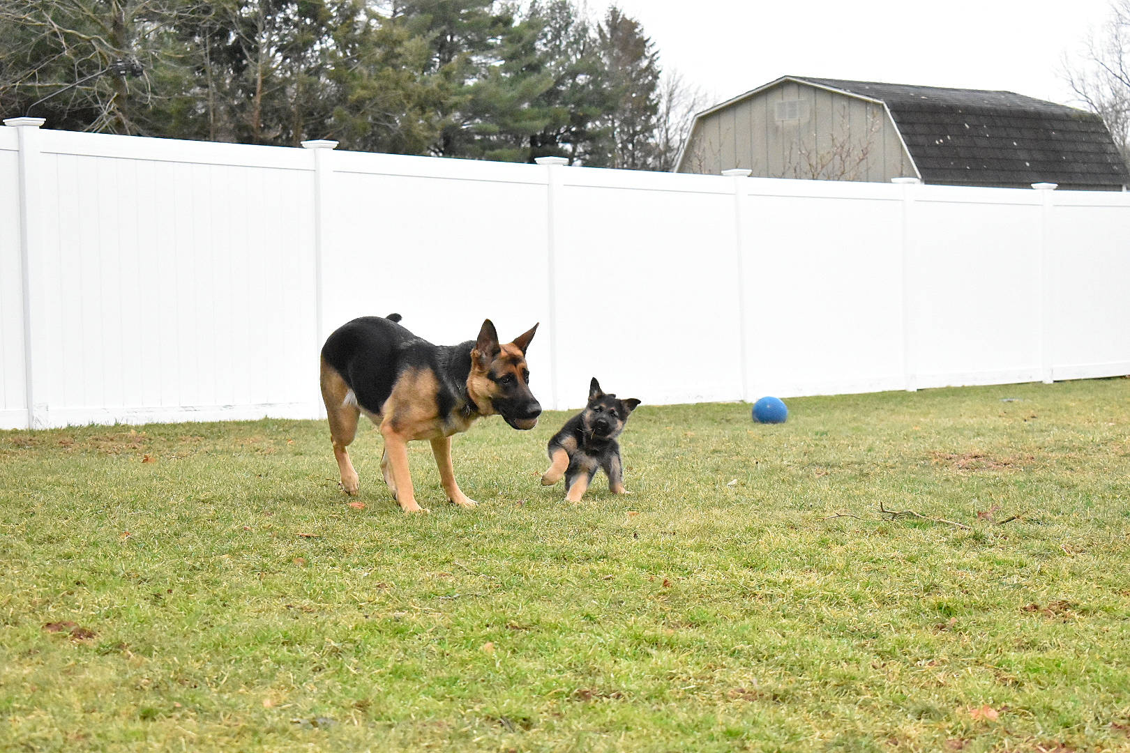 Brandy joined the competition — help win amazing prizes! australian_kelpie, belgian_shepherd_malinois, canidae, carnivore, dog, dog_breed, east_european_shepherd, german_shepherd_dog, herding_dog, king_shepherd, lawn, mammal, obedience_training, old_german_shepherd_dog, police_dog, shiloh_shepherd_dog, vertebrate, working_dog