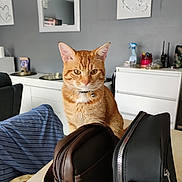Boule De Poils participe au concours pour gagner de l'argent avec cette photo : cat, ginger_cat, collar, indoor, table, bag, furniture, mirror, wall_art, home, domestic_animal, pet, orange_fur, curious, sitting, household, modern_interior, decor, bell, striped_fabric