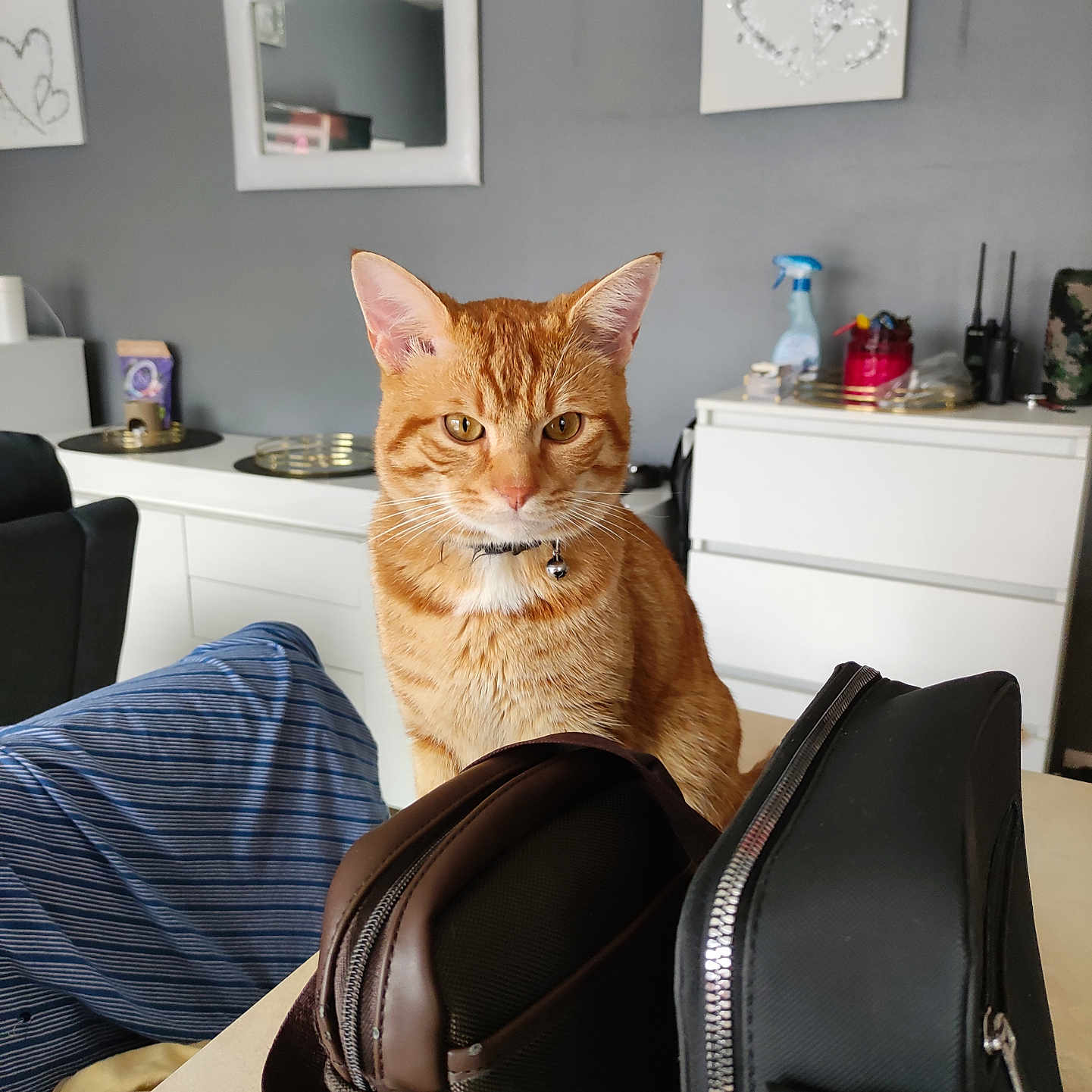 Boule De Poils participe au concours pour gagner de l'argent avec cette photo : bag, bell, cat, collar, curious, decor, domestic_animal, furniture, ginger_cat, home, household, indoor, mirror, modern_interior, orange_fur, pet, sitting, striped_fabric, table, wall_art