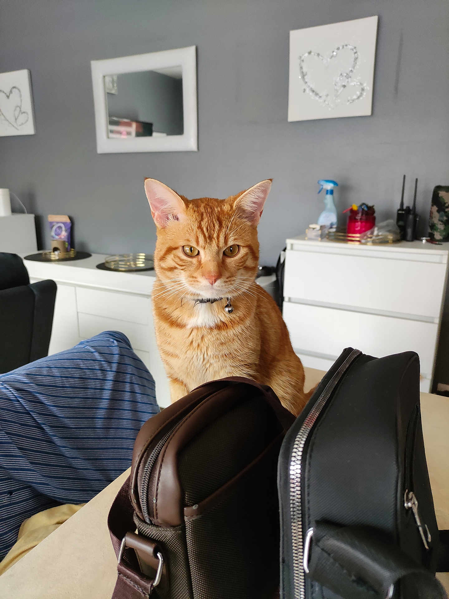 Boule De Poils participe au concours pour gagner de l'argent avec cette photo : cat, ginger_cat, collar, indoor, table, bag, furniture, mirror, wall_art, home, domestic_animal, pet, orange_fur, curious, sitting, household, modern_interior, decor, bell, striped_fabric