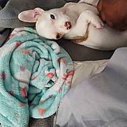Tator Tot joined the competition — help win amazing prizes! animal, bed, blanket, comfort, cozy, cute, dog, fur, hand, indoor, lying_down, pet, playful, puppy, relaxed, resting, small_dog, soft_texture, warm, white_dog