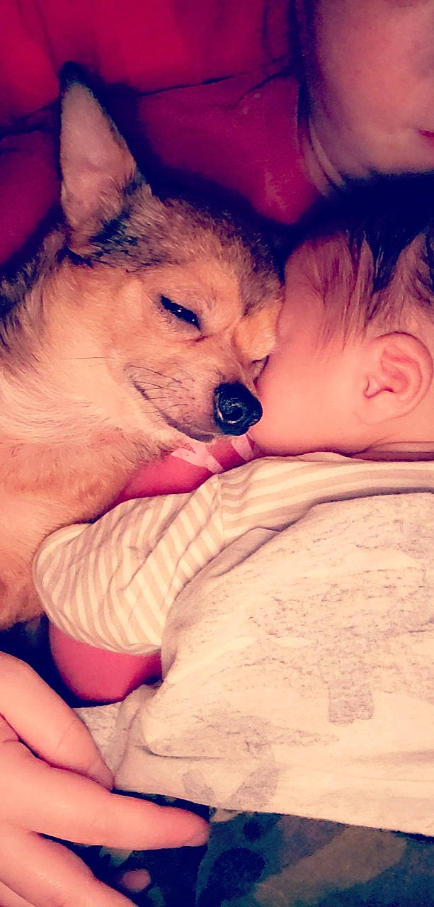 Jakobe joined the competition — help win amazing prizes! akita_inu, canidae, carnivore, cheek, child, companion_dog, czechoslovakian_wolfdog, dog, dog_breed, eye, head, mammal, mouth, non_sporting_group, nose, person, puppy, puppy_love, skin, snout