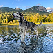 Molly participe au concours pour gagner de l'argent avec cette photo : dog, canine, standing, lake, water, shallow_water, mountains, mountain_landscape, forest, trees, blue_sky, clouds, outdoors, nature, landscape, reflection, ripples, collar, happy, adventure