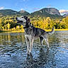 dog, canine, standing, lake, water, shallow_water, mountains, mountain_landscape, forest, trees, blue_sky, clouds, outdoors, nature, landscape, reflection, ripples, collar, happy, adventure