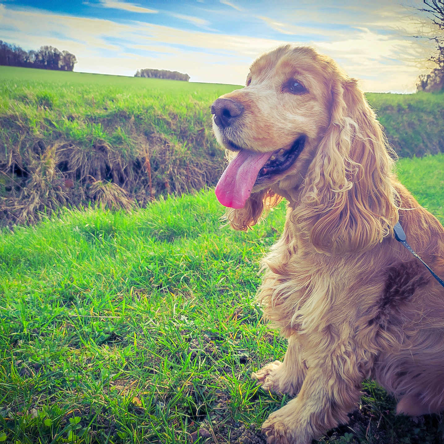 Caramel a rejoint le concours — aidez-le/la à gagner de superbes lots ! animal, canine, cockerspaniel, countryside, dog, farm, field, goldenretriever, grass, grassland, lawn, meadow, nature, outdoors, pasture, pet, plant, puppy, rural, summer
