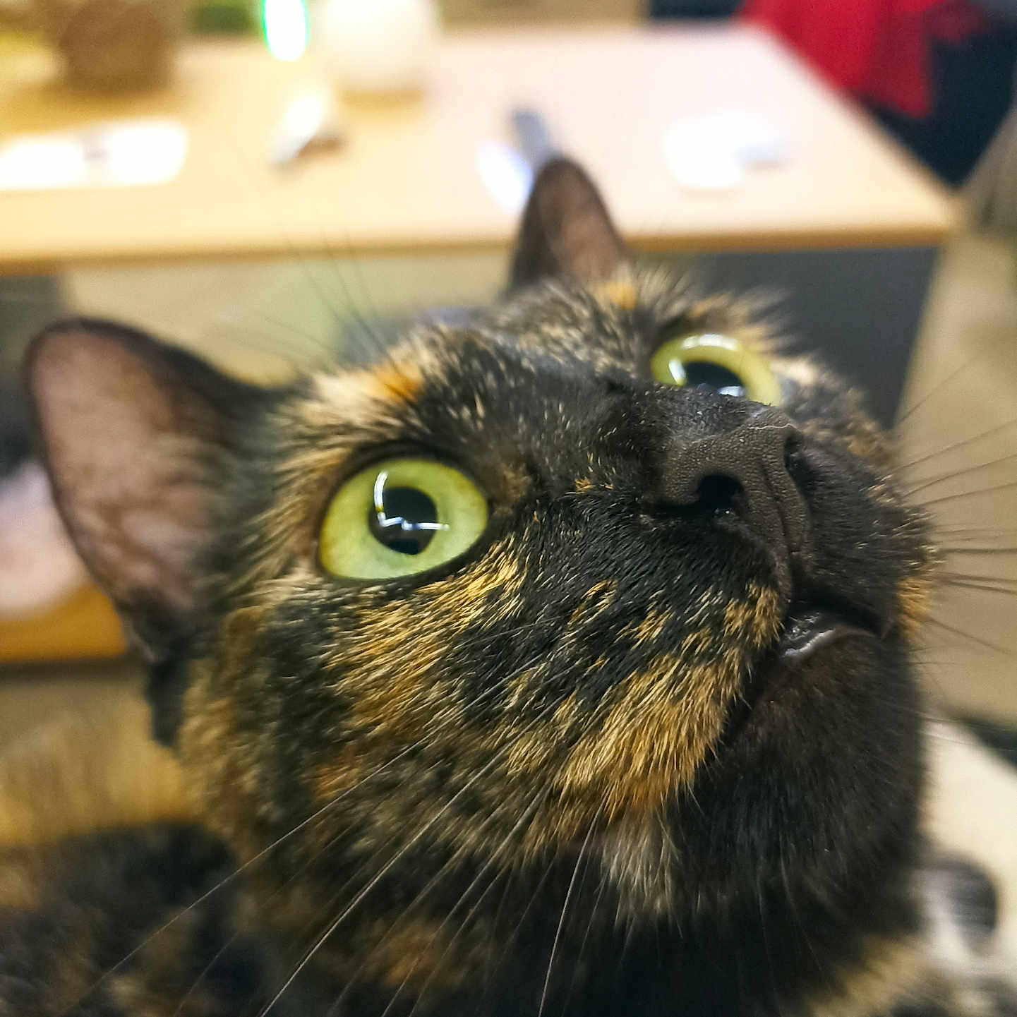 Praline a rejoint le concours — aidez-le/la à gagner de superbes lots ! animal, blurred_background, cat, close_up, curious, domestic, ears, face, feline, fur, green_eyes, household, indoor, looking_up, mammal, nose, pet, table, tortoiseshell, whiskers