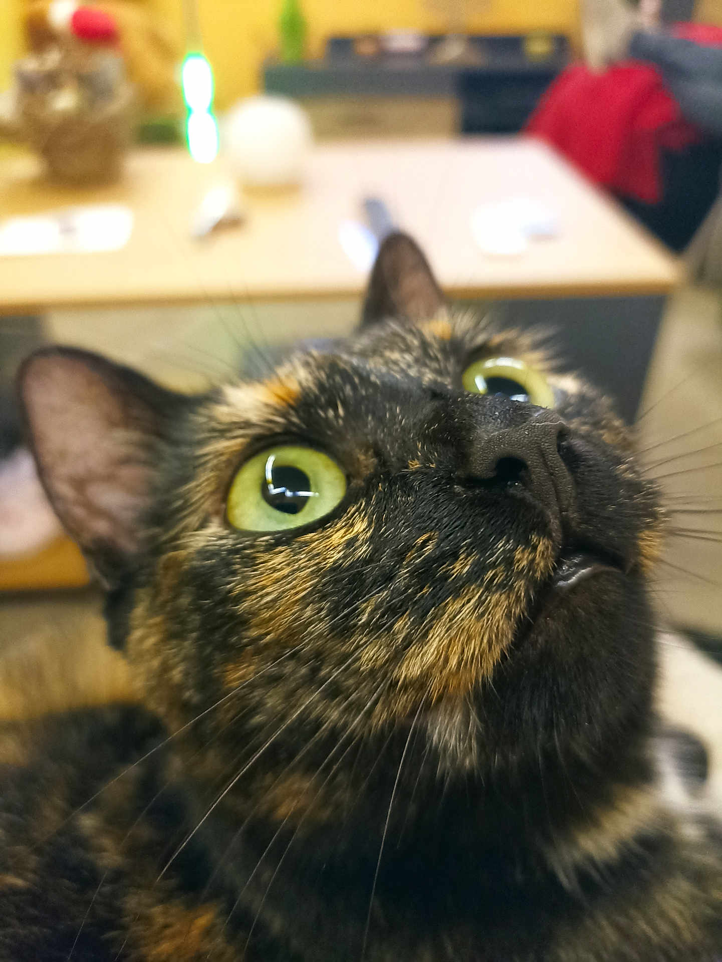 Praline a rejoint le concours — aidez-le/la à gagner de superbes lots ! cat, tortoiseshell, close_up, green_eyes, whiskers, indoor, pet, animal, fur, curious, face, nose, ears, table, blurred_background, domestic, mammal, feline, looking_up, household