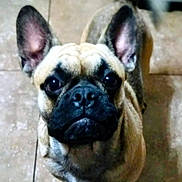 Levi is registered to the contest to win money with this photo: adorable, animal, black_nose, canine, close_up, companion, cute, dog, domestic_animal, ears, floor, french_bulldog, fur, indoor, looking_up, mammal, pet, portrait, tail, tile