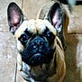 adorable, animal, black_nose, canine, close_up, companion, cute, dog, domestic_animal, ears, floor, french_bulldog, fur, indoor, looking_up, mammal, pet, portrait, tail, tile