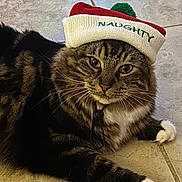 Bubbles is registered to the contest to win money with this photo: animal, cat, closeup, cute, domestic_animal, expression, feline, floor, fur, hat, indoor, knit_hat, lying_down, mischievous, nautical, paws, pet, tabby, tile, whiskers