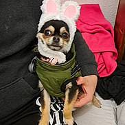 Umbrella participe au concours pour gagner de l'argent avec cette photo : dog, small_dog, chihuahua, costume, bunny_ears, green_jacket, pet, indoor, person, hand, seated, blanket, black_clothing, pink_blanket, fur, cute, animal, companion, lap, expression