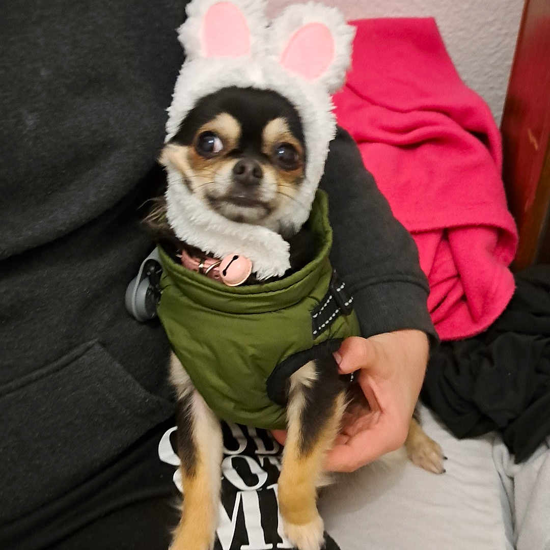 Umbrella participe au concours pour gagner de l'argent avec cette photo : dog, small_dog, chihuahua, costume, bunny_ears, green_jacket, pet, indoor, person, hand, seated, blanket, black_clothing, pink_blanket, fur, cute, animal, companion, lap, expression