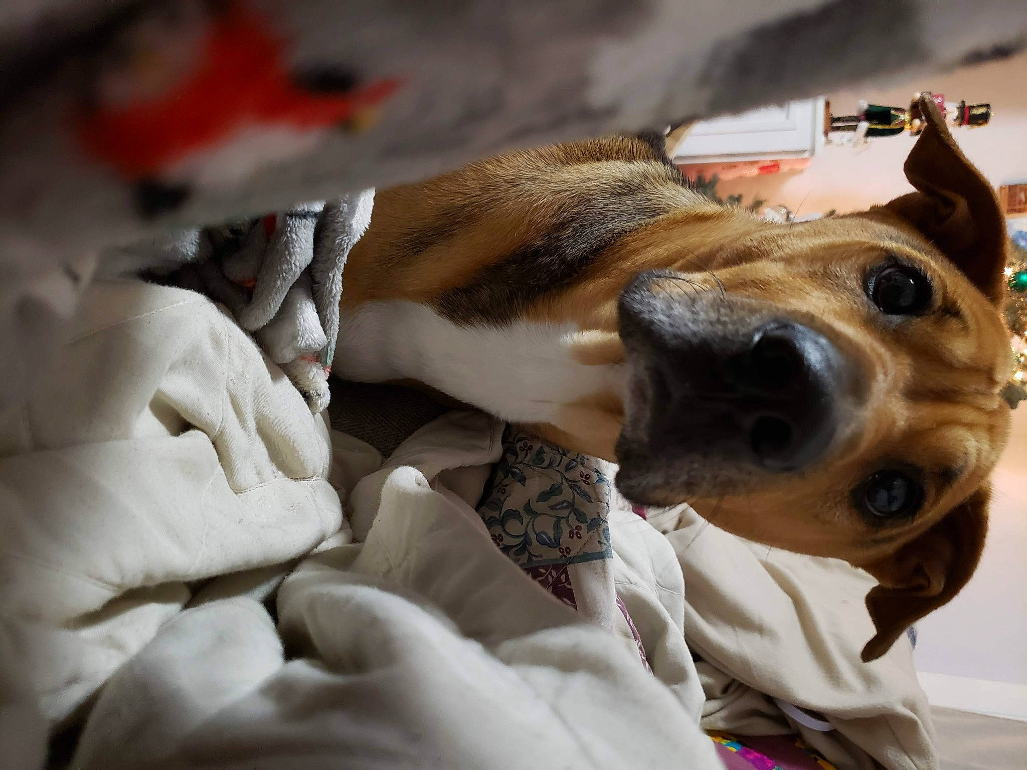 Marlo is registered to the contest to win money with this photo: canidae, carnivore, collar, comfort, companion_dog, dog, dog_breed, dog_collar, ear, fawn, fur, guard_dog, linens, nap, paw, scent_hound, selfie, snout, sporting_group, whiskers