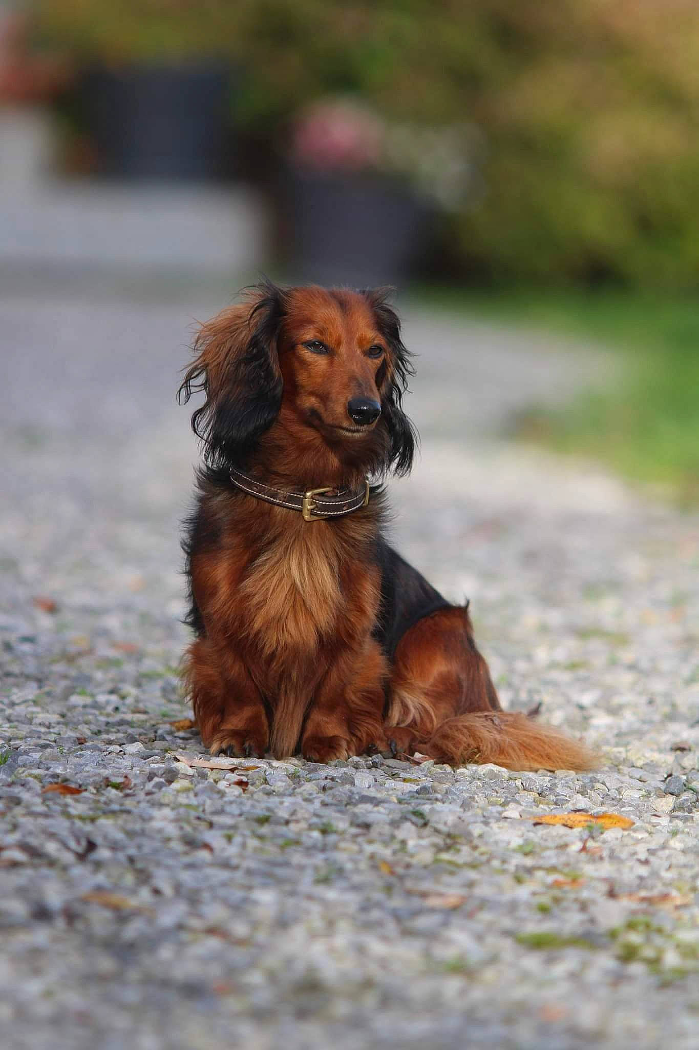 Lolita a rejoint le concours — aidez-le/la à gagner de superbes lots ! canidae, carnivore, companion_dog, dog, dog_breed, fawn, fur, grass, hunting_dog, liver, snout, spaniel, sporting_group, terrestrial_animal, wood, working_animal