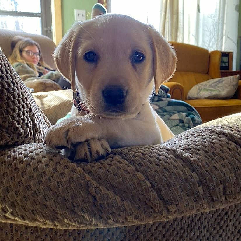 River Bae is registered to the contest to win money with this photo: beagador, canidae, carnivore, companion_dog, dog, dog_breed, fawn, labrador_retriever, mammal, puppy, retriever, snout, sporting_group, vertebrate