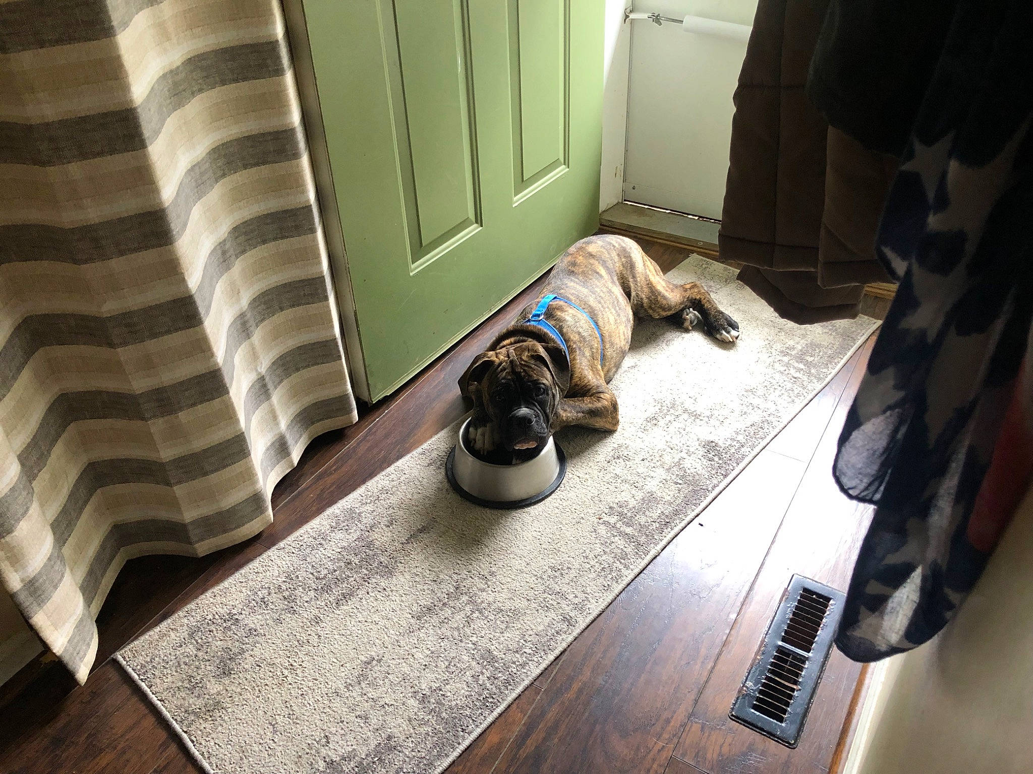 Oden joined the competition — help win amazing prizes! carnivore, comfort, companion_dog, dog, dog_breed, door, fawn, felidae, floor, flooring, grey, hardwood, laminate_flooring, room, small_to_medium_sized_cats, snout, sporting_group, whiskers, wood, wood_flooring